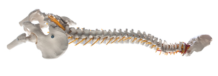Chiropractic Fort Worth TX Spinal Stenosis Chiropractic Fort Worth TX Spinal Stenosis